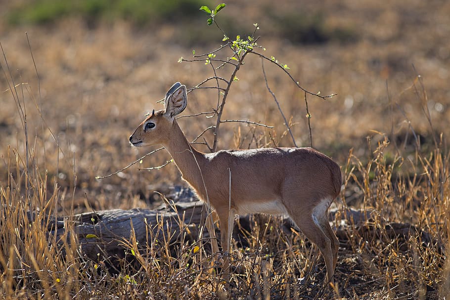 Close-up Photo of Deer, animal, blur, depth of field, focus, game HD wallpaper