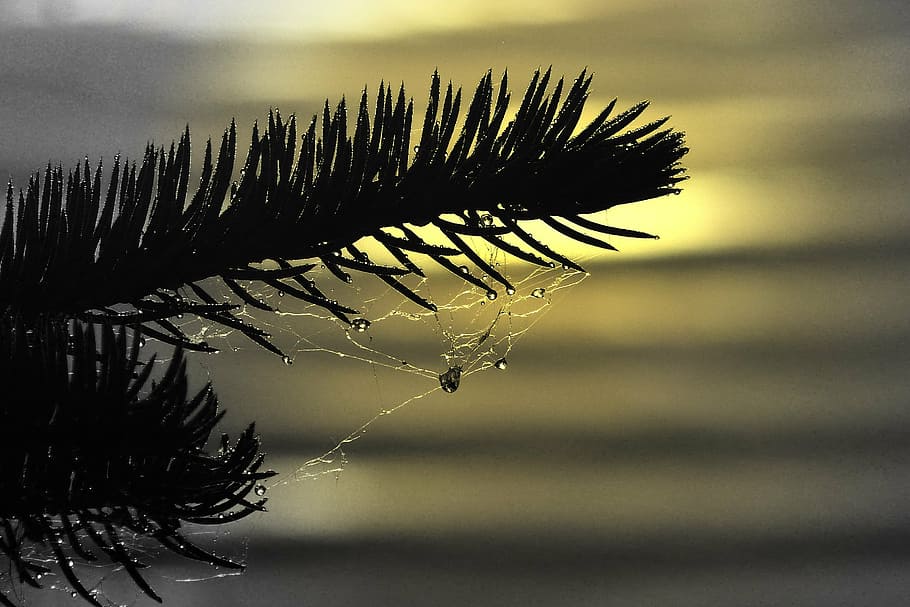 fir, branch, spider web, rain drops, sun set, close-up, nature HD wallpaper