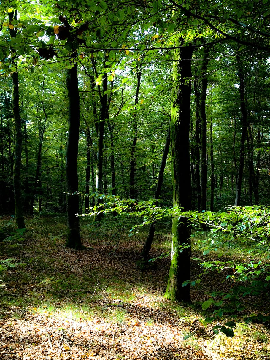 trees, undergrowth, forest, nature, leaf, autumn, woodland HD wallpaper
