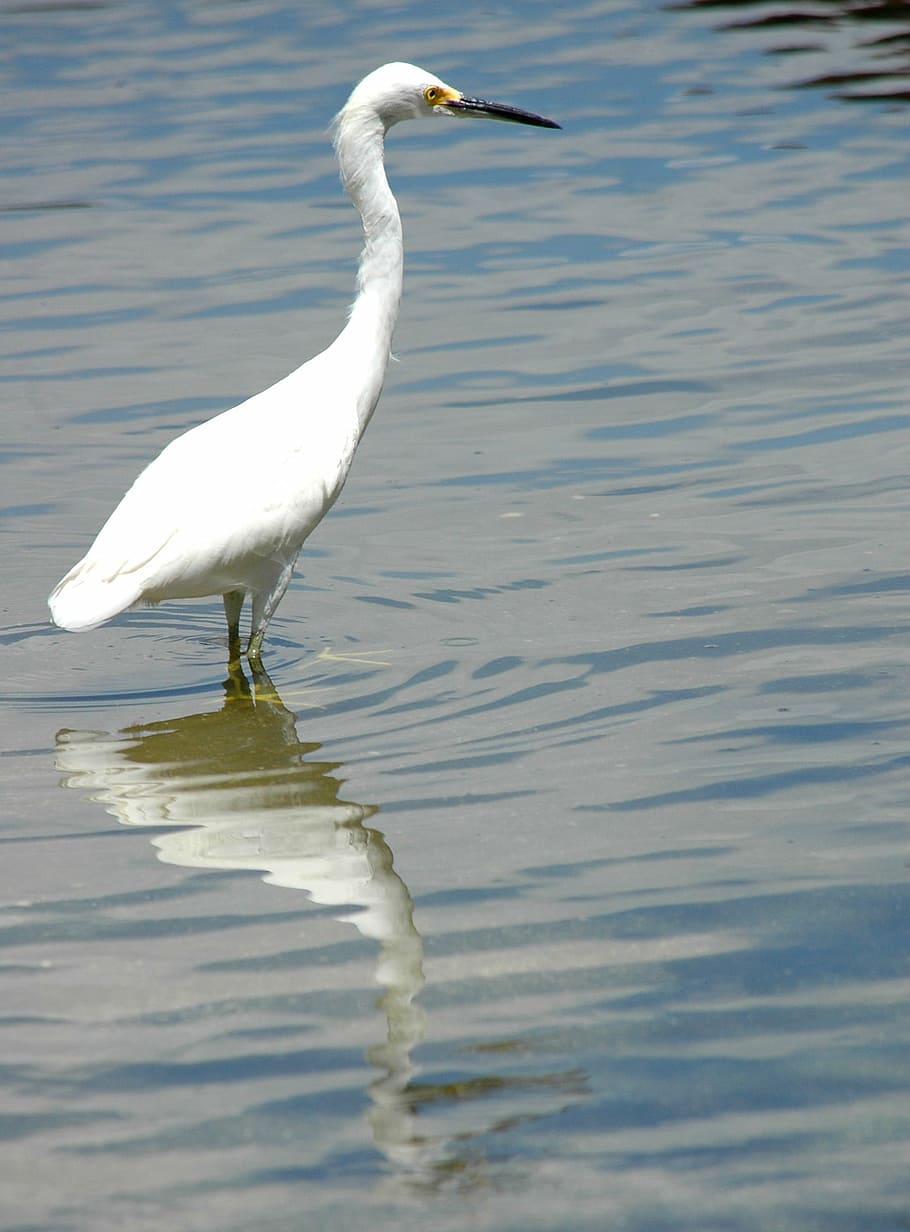 egret, bird, egretta, water, reflection, water bird, wader HD wallpaper