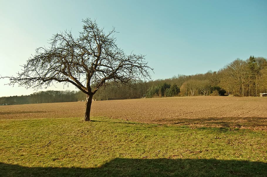 tree, field, sun, sky, landscape, arable, autumn, agriculture HD wallpaper
