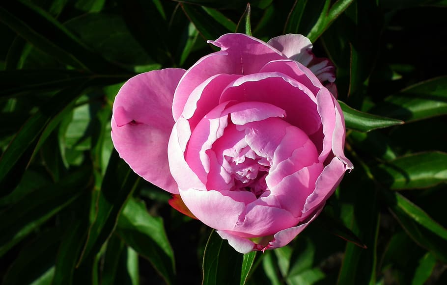 peony, pink, closeup, spring, nature, petal, flower, plant HD wallpaper