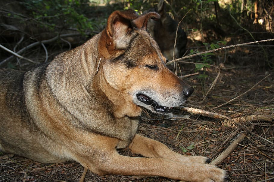 dog, thinking, mammal, hungry, domestic, breed, humor, look HD wallpaper