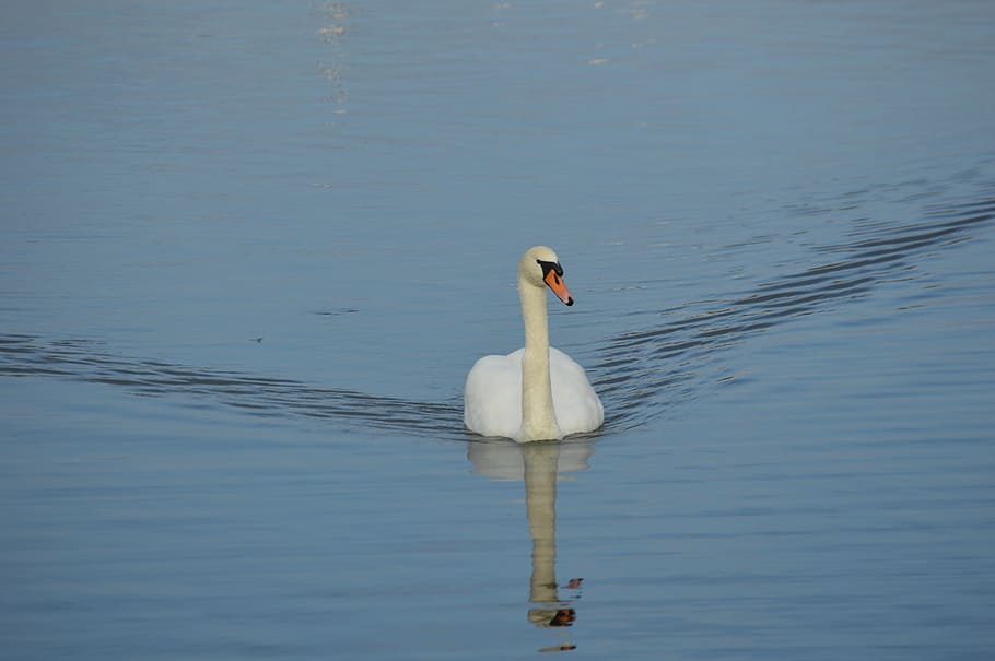 swan, more, bird, nature, water, animals in the wild, animal wildlife HD wallpaper