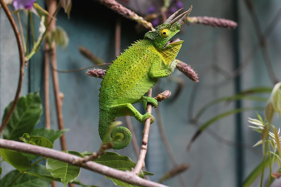 shallow focus photography of chameleon in branch, green chameleon perching on tree branch, HD wallpaper