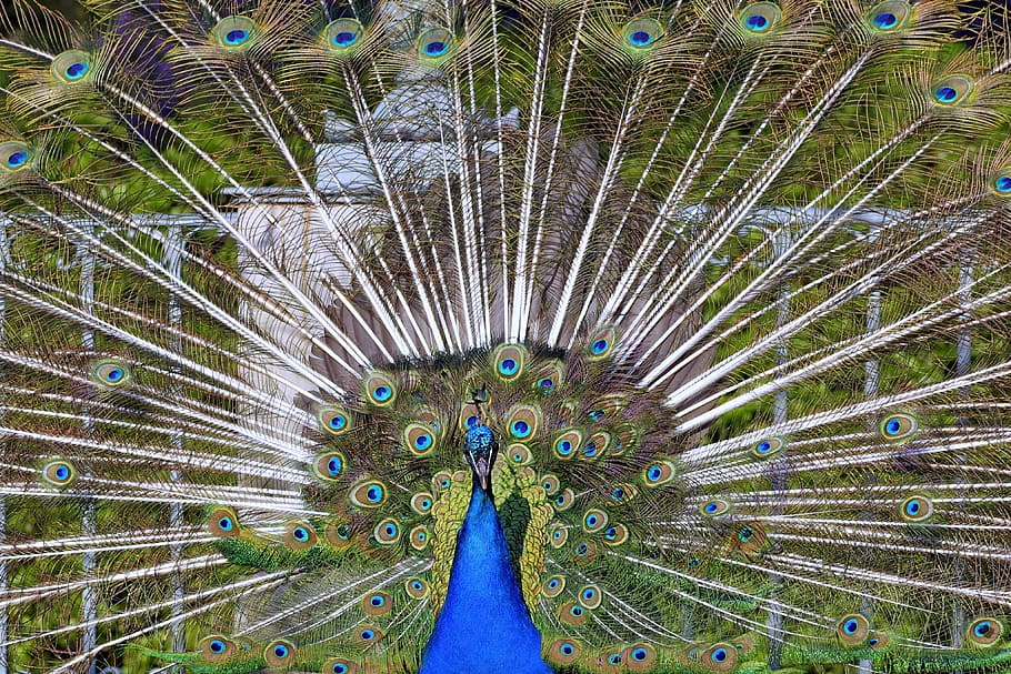 Single Male Peacock tail Feather against colorful Our beautiful