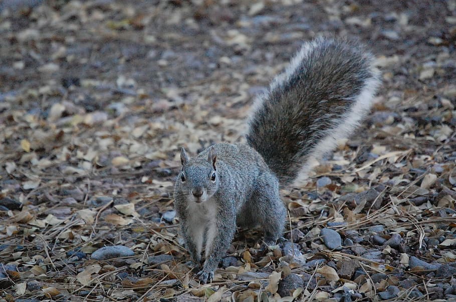 Squirrel, Outdoors, Nature, looking, park, animal, outside HD wallpaper