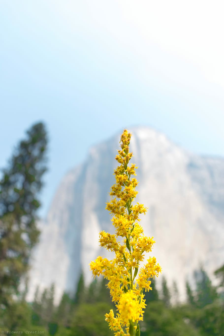 yellow flower selective photography, macro photography of yellow flowers HD wallpaper