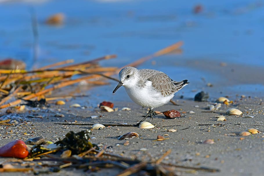 sanderling, north sea, birds, animals in the wild, animal themes, HD wallpaper