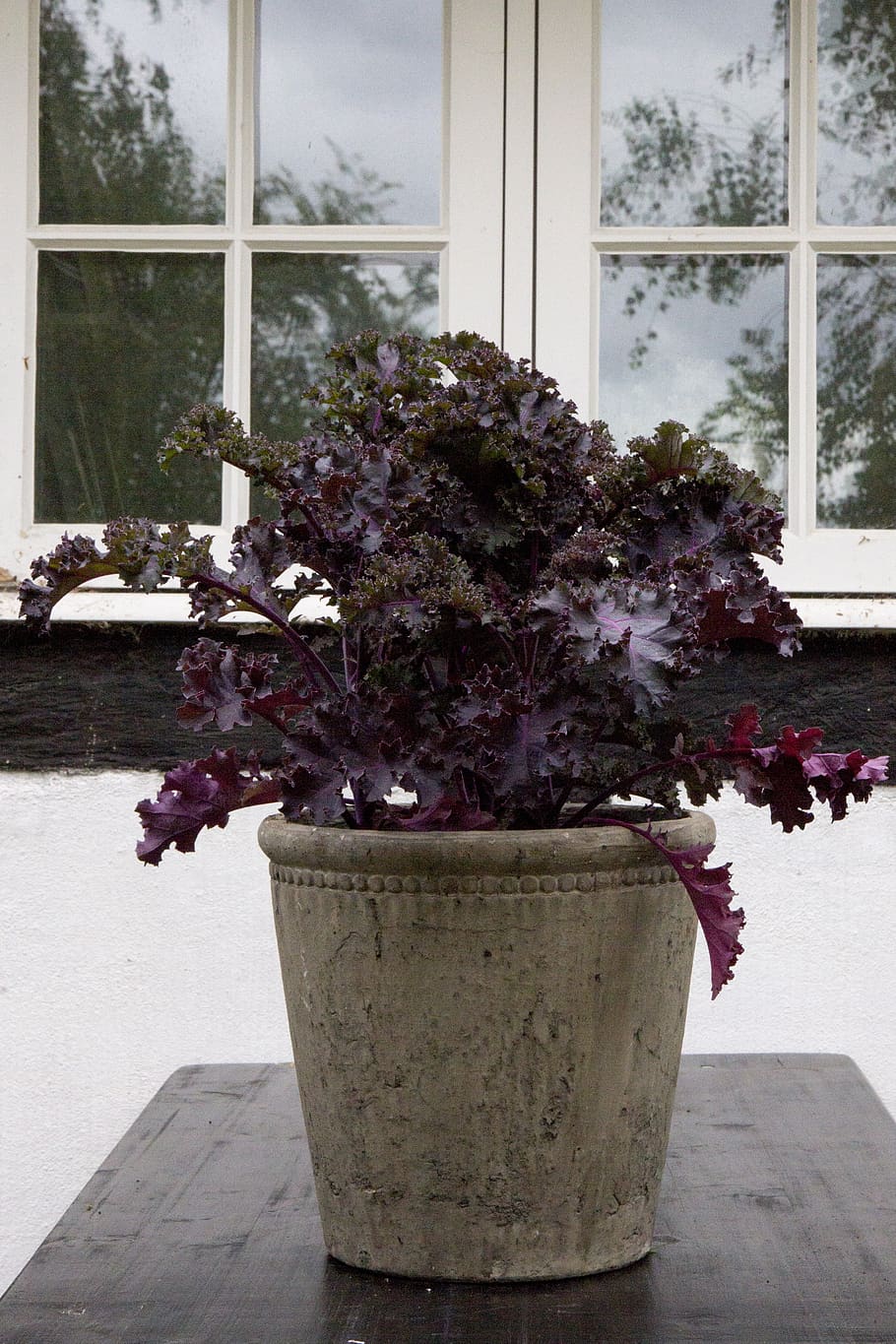 have, timber frame, cabbage, window, architecture, denmark HD wallpaper