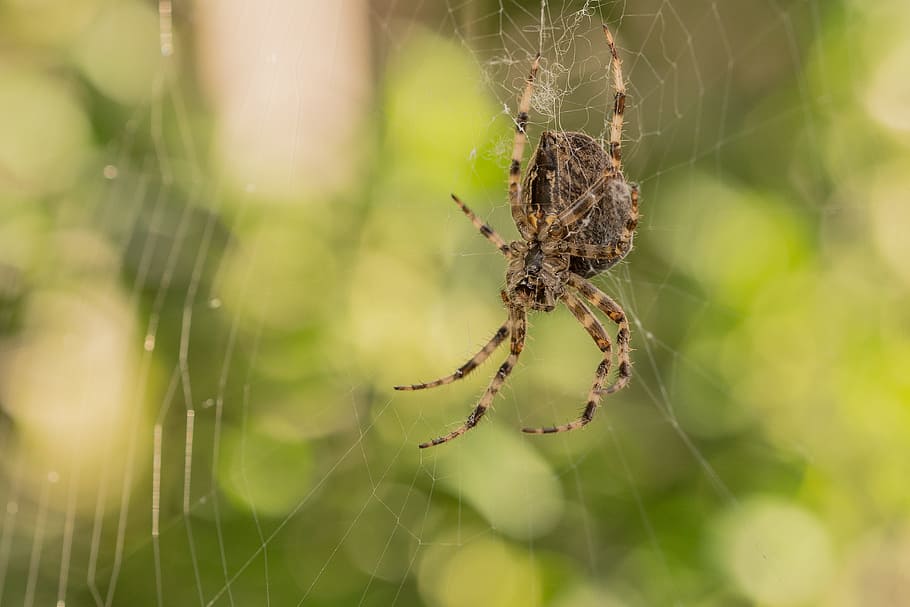 spider, network, cobweb, close, nature, insect, animal, garden spider HD wallpaper