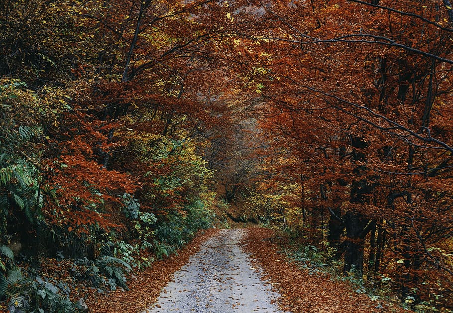 brown leaf trees, pathway between tall trees, leaves, forest HD wallpaper