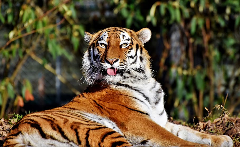 shallow focus of brown and white tiger, cat, predator, wildcat HD wallpaper