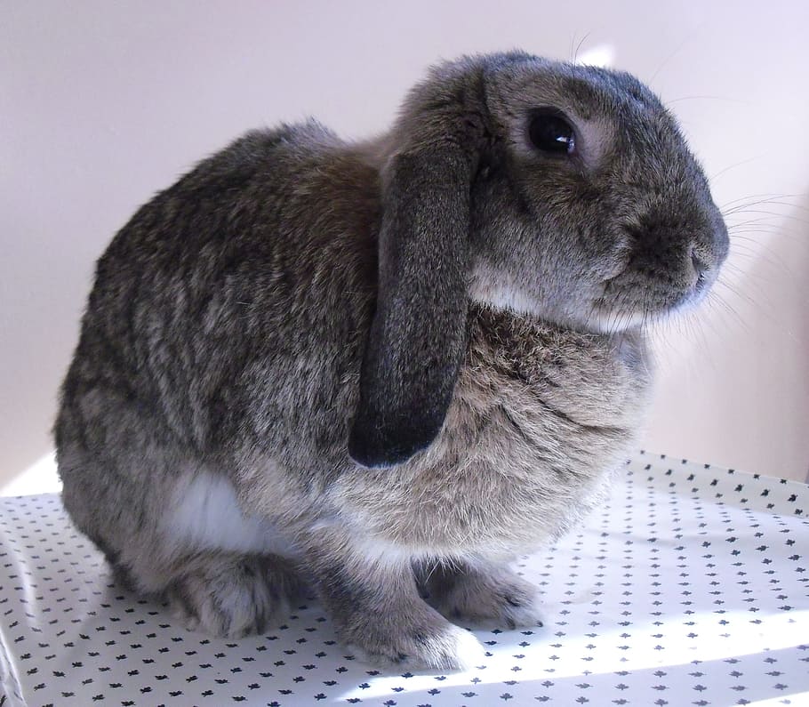 black rabbit, Nature, Plush, White, bunny, bianca, one animal HD wallpaper