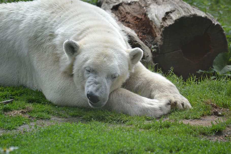 Polar Bear, Sleep, Predator, Zoo, white, grass, one animal HD wallpaper