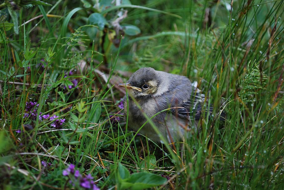 Serene, brown bird on grass field, bird head, green, beak, bird in the grass HD wallpaper