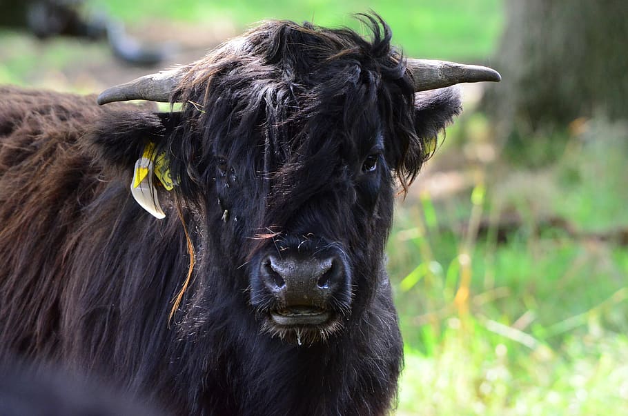 beef, highland beef, cow, black, fur, horns, animal themes HD wallpaper