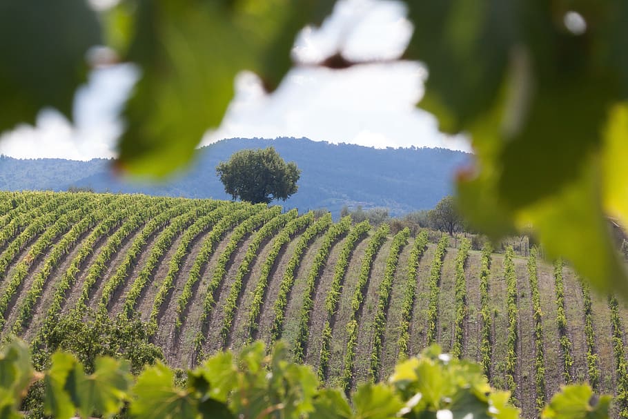 landscape photo of field, vineyard, wine, series, graphically HD wallpaper
