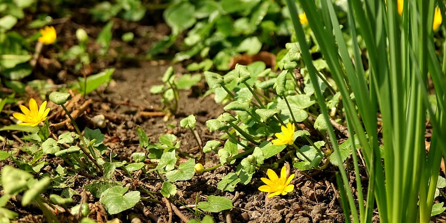 nature, flora, ground, flower, garden, wild plants, yellow HD wallpaper