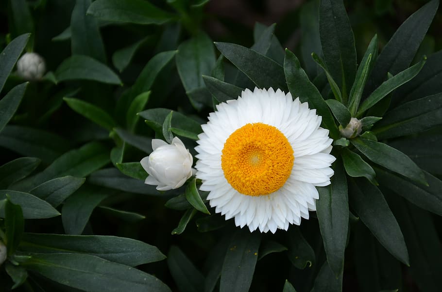 flower, the leaves, spike, tree, growth, plant, plant part HD wallpaper