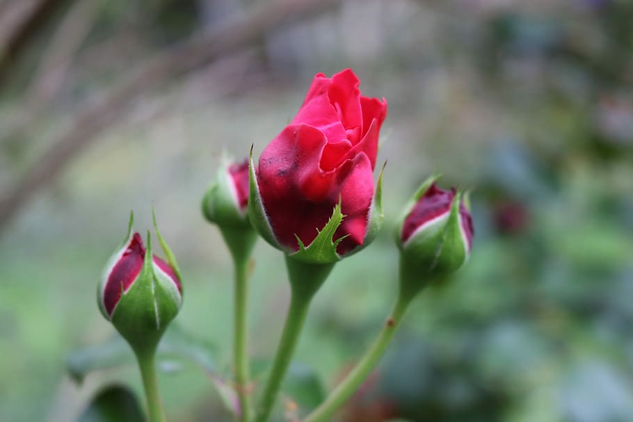 Macro, Close, Flower, Bud, rose, nature, growth, red, plant HD wallpaper