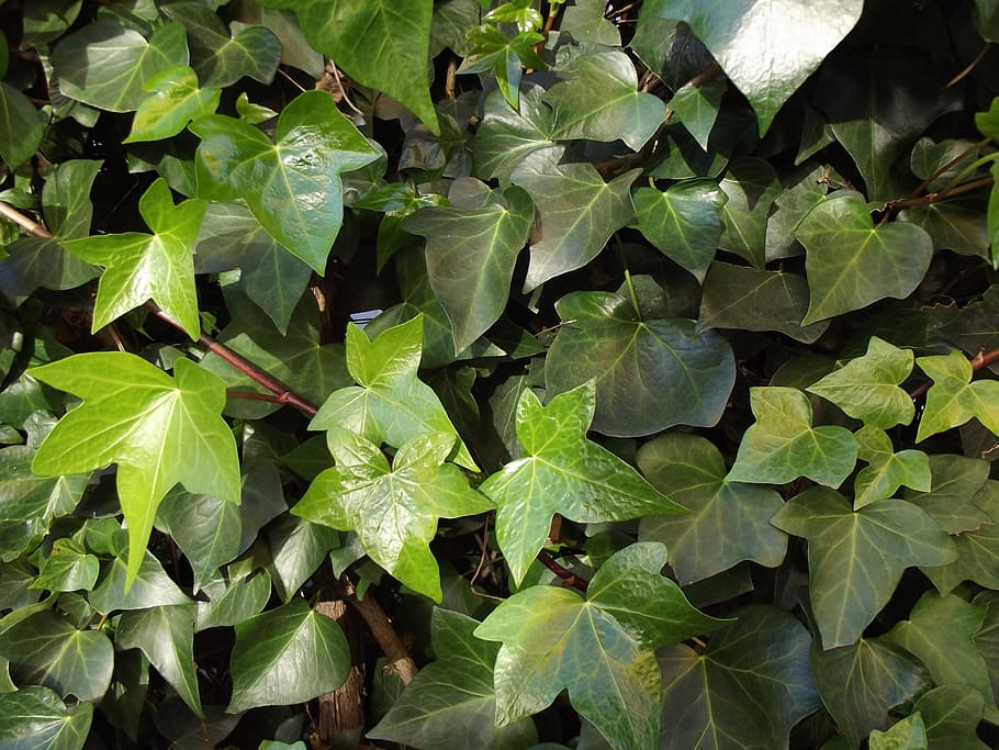 ivy, ivy leaves, climber, hedera helix, plant part, leaf, growth, HD wallpaper