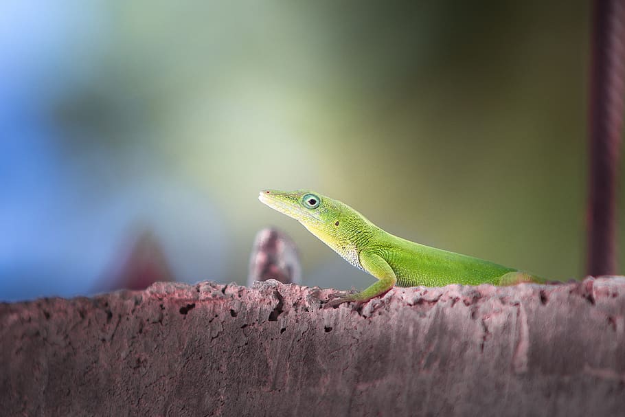 lizard, nature, wildlife, outdoors, reptile, side view, animal HD wallpaper