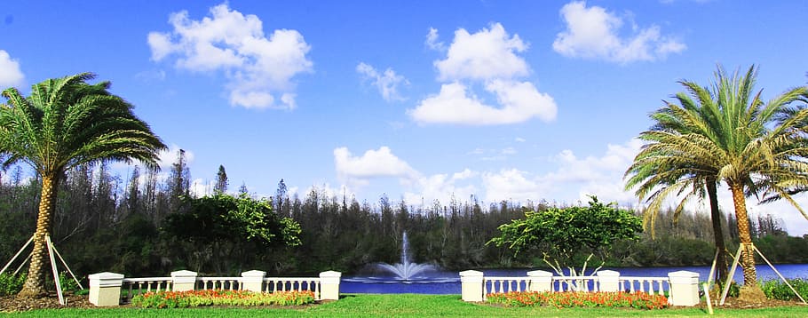 Pond, Luxury, Water, Tree, Landscape, natural, florida, palm tree HD wallpaper