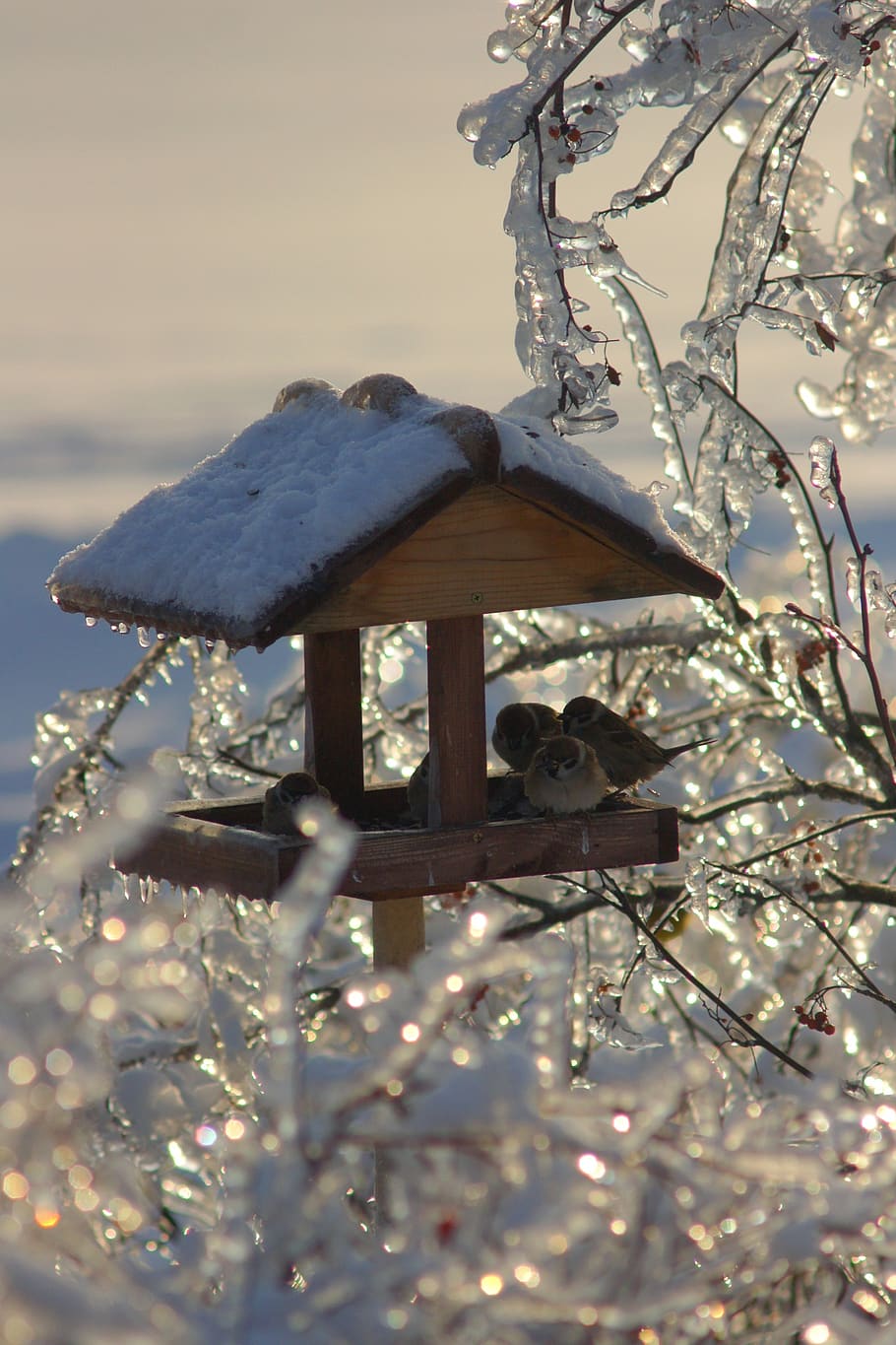 winter, ice, snow, feeder, tree, no people, cold temperature HD wallpaper