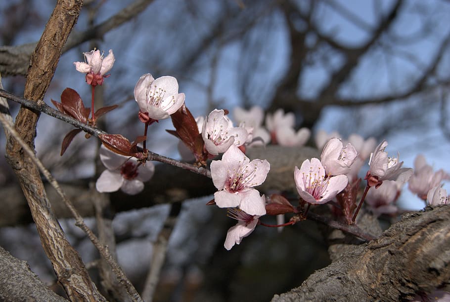 pink, flowers, blossoms, tree, nature, branch, springtime, petal HD wallpaper