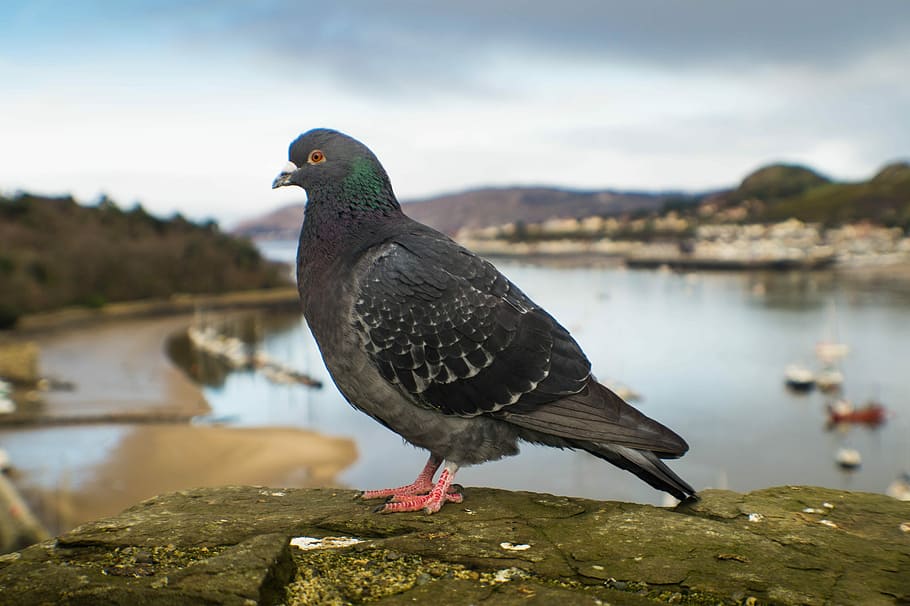pigeon, wales, conwy, feather, animals, bird, nature, outdoors, HD wallpaper
