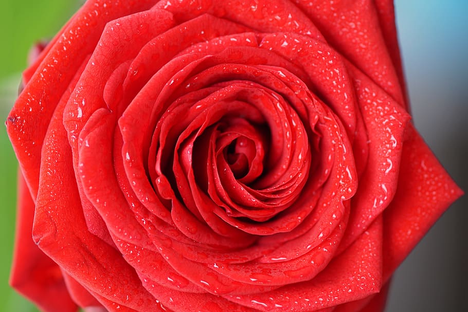 macro photo of red rose, love, blossom, bloom, flower, rose blooms HD wallpaper
