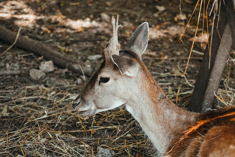 roe deer, concerns, nature, wild, forest, animal, animal themes HD wallpaper
