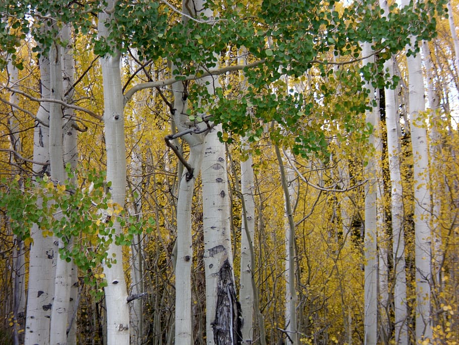 autumn, trees, fall, foliage, fall trees, aspen trees, plant HD wallpaper