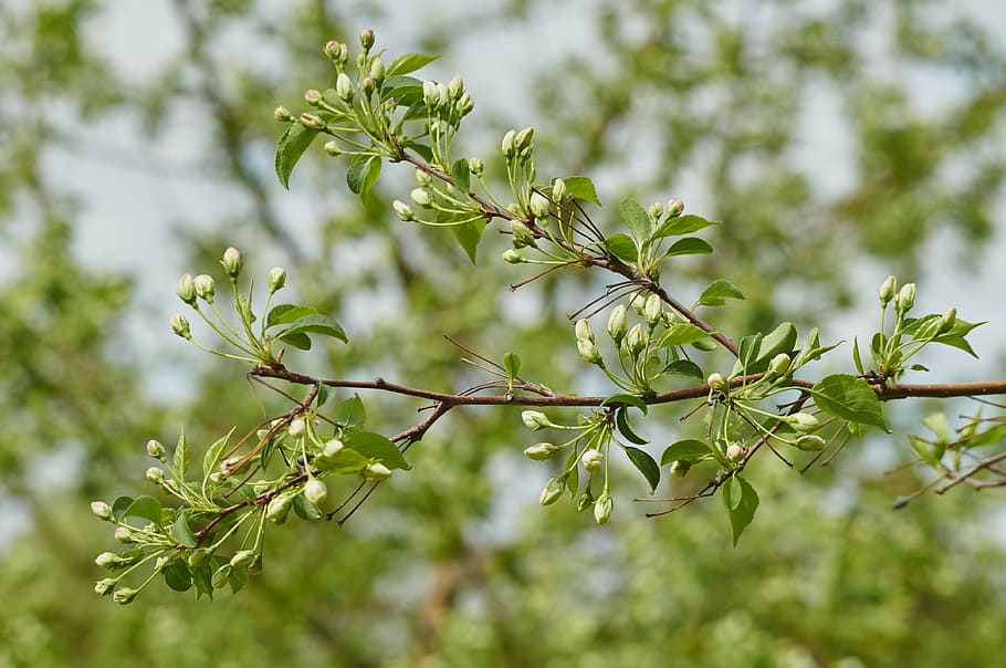 tree, spring, bloom, fruit, branch, plant, growth, green color HD wallpaper