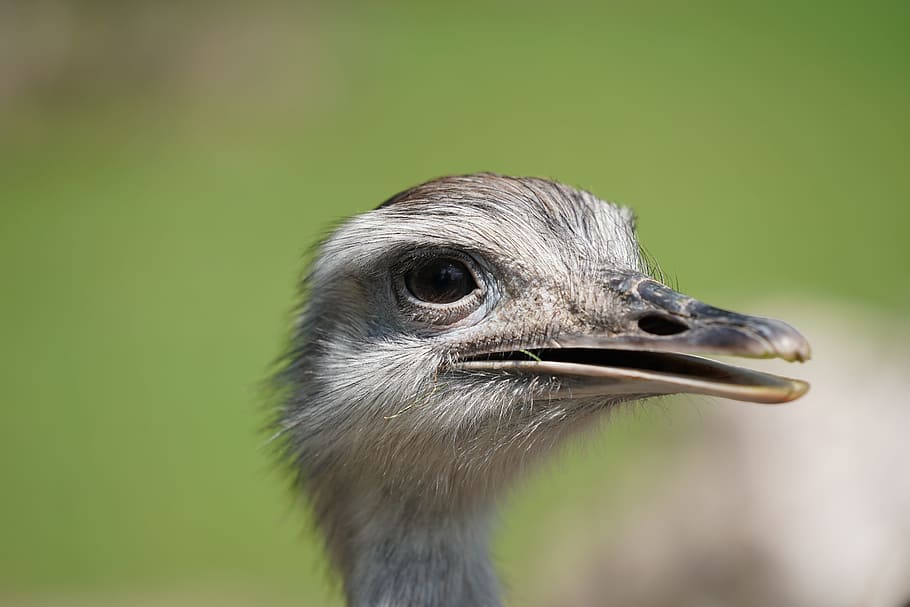 emu, strauss, africa, safari, national park, wild animal, stripes, HD wallpaper