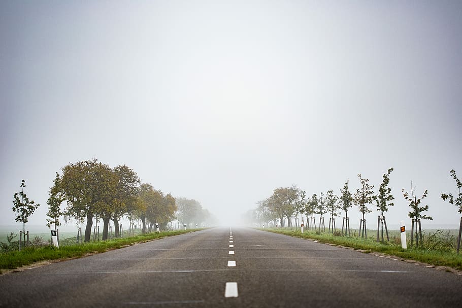 Foggy Road to Nowhere, morning, roads, traveling, nature, tree, HD wallpaper