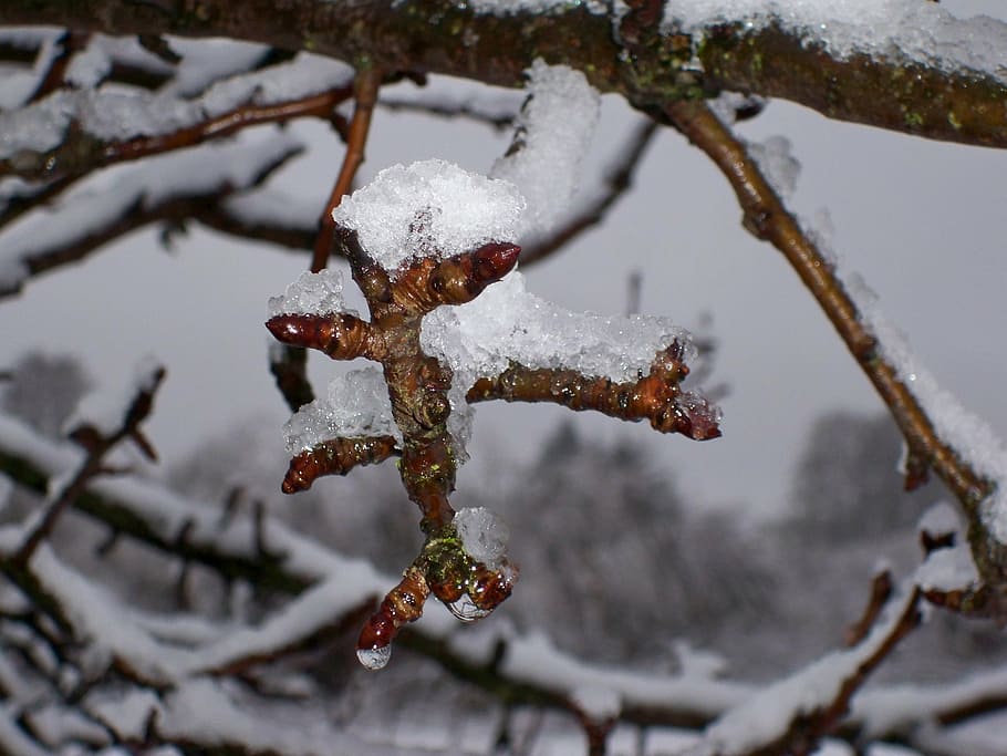 landscape, winter, tree, snow, frosty, cold, nature, snowy HD wallpaper
