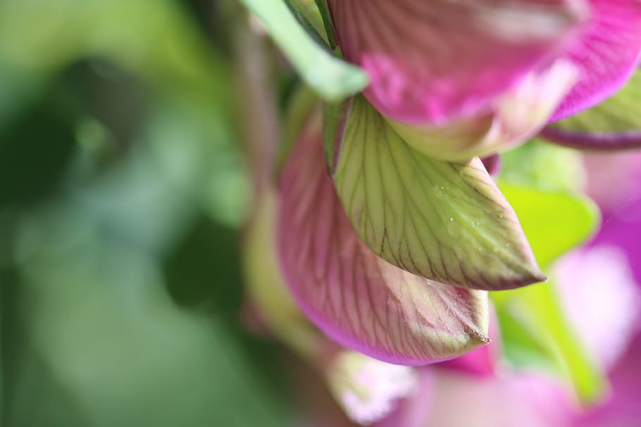 Pink, Macro, Plant, Nature, Green, flowers, pink flower, doga HD wallpaper