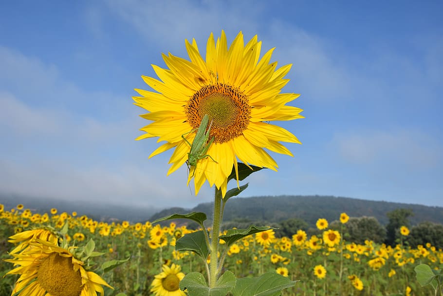 delicate insect, grasshopper, sun flower, grille, yellow, nature HD wallpaper