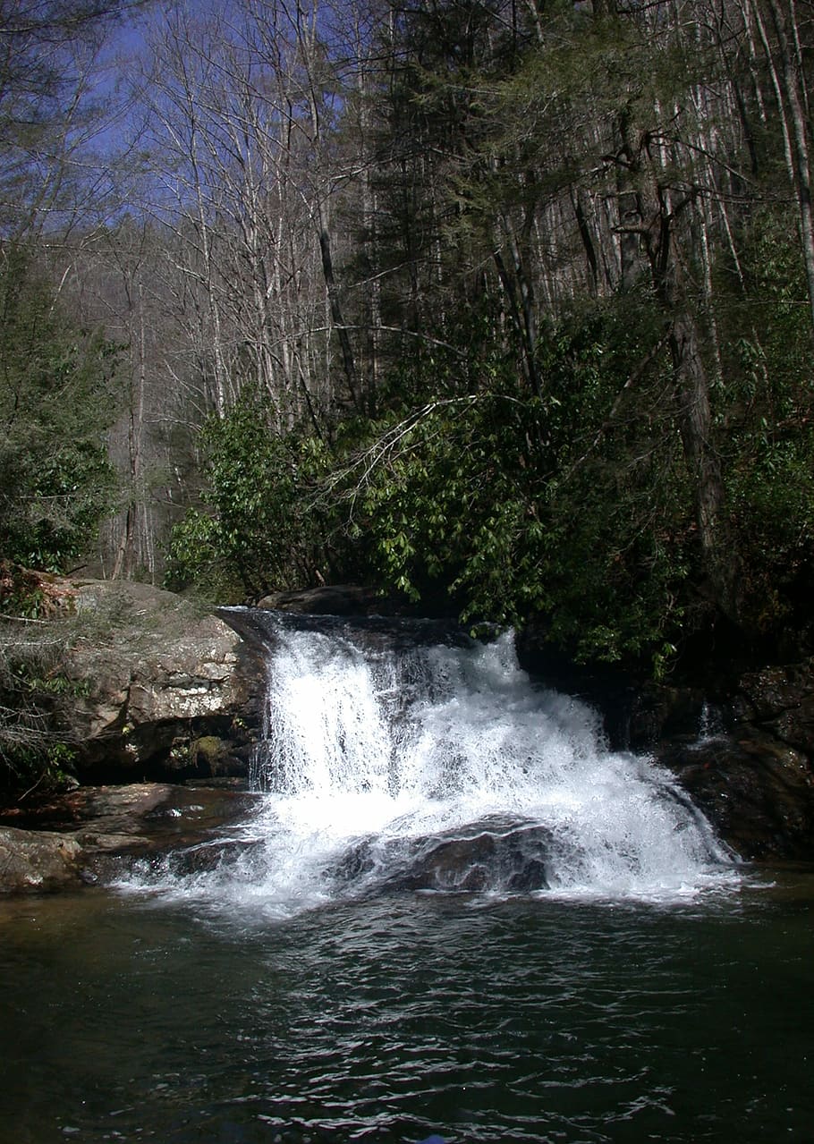 Hardwood, Tree, Timber, Forest, trees, creek, stream, water HD wallpaper