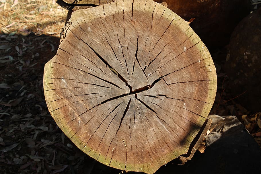 Tree Trunk, Brown, Wood, tree ring, cross section, tree stump HD wallpaper