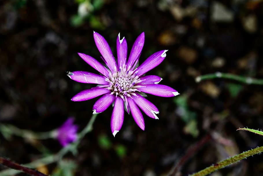 flower, nature, macro, spring flowers, plant, the leaves are HD wallpaper