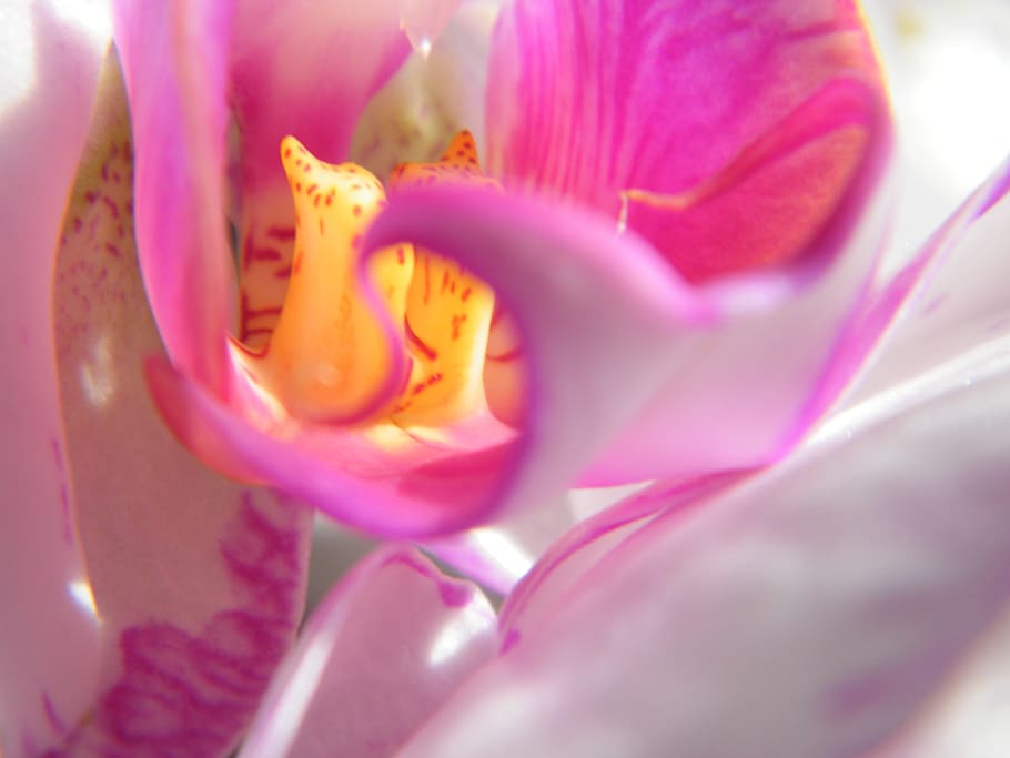 lily, blossom, bloom, pink, flower, beauty in nature, flowering plant HD wallpaper