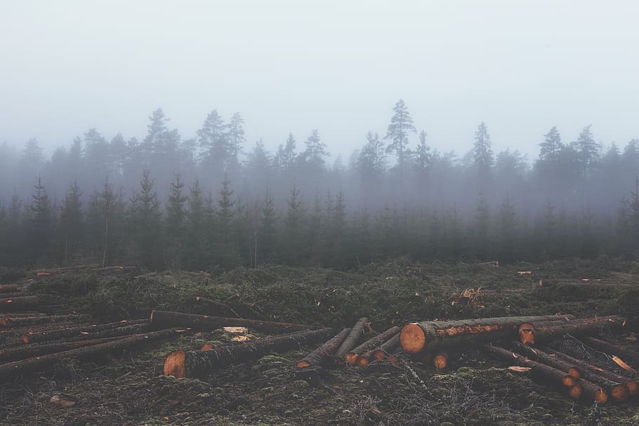 brown wood log near trees, logged, trunks, soil, front, foggy HD wallpaper
