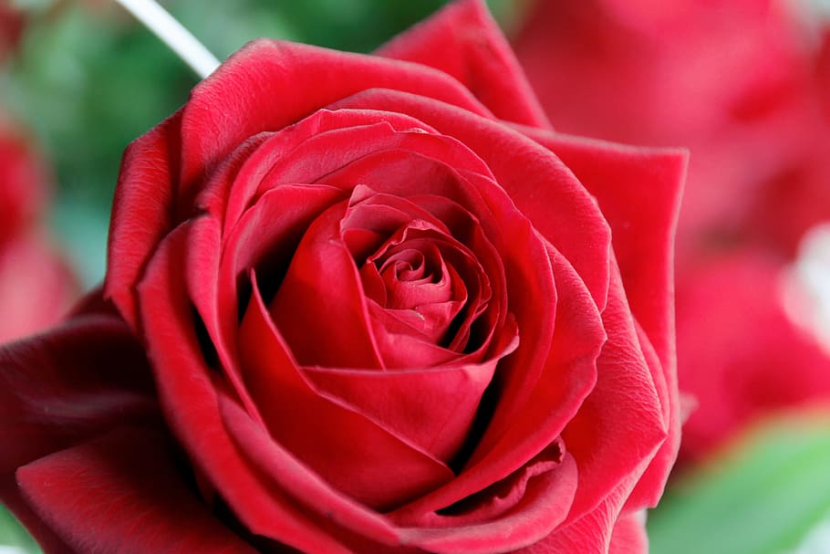 Flower, Blossom, Bloom, Nature, rose, plant, mother's day, wedding HD wallpaper