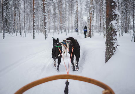 two animals carrying carriage on snow covered field, dogs pulling sled on snow field during daytime HD wallpaper