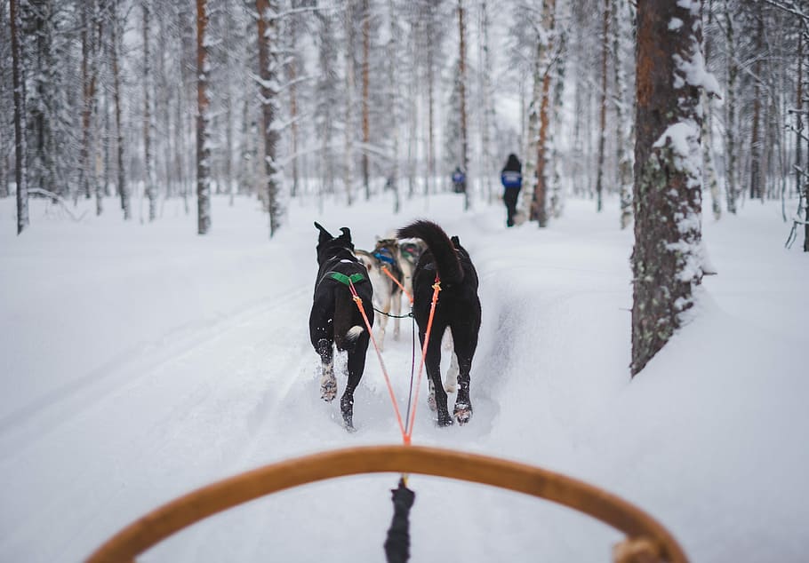 two animals carrying carriage on snow covered field, dogs pulling sled on snow field during daytime HD wallpaper