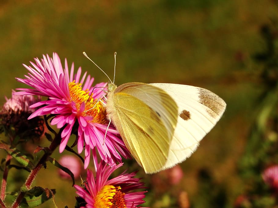 nature, butterfly day, insect, flower, at the court of, animals HD wallpaper