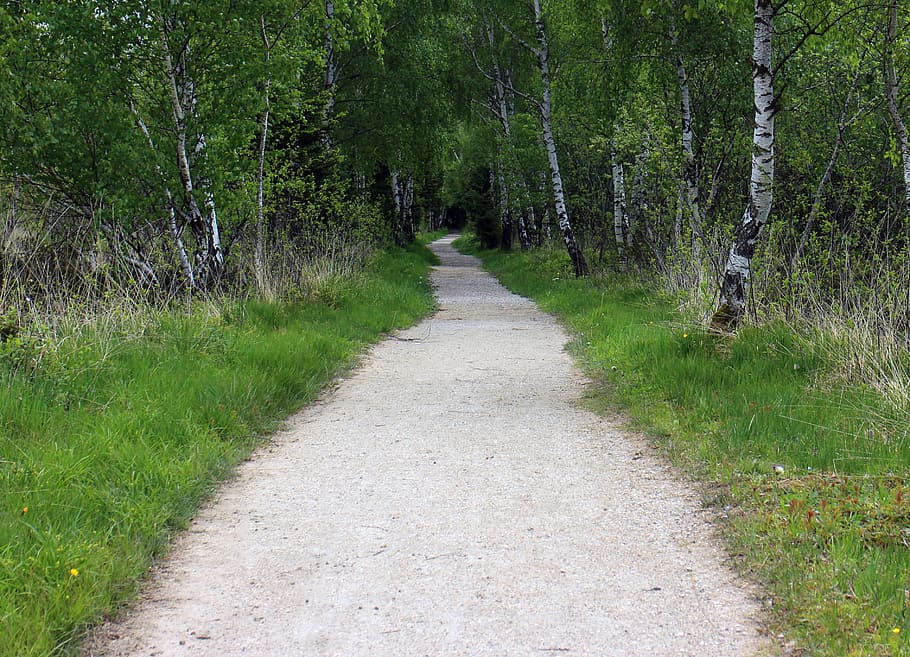 away, forest path, trail, birch, avenue, plant, direction, tree HD wallpaper
